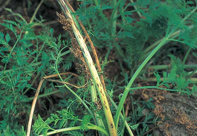 ニンジン黄化病とその対策 - アグリポートWeb