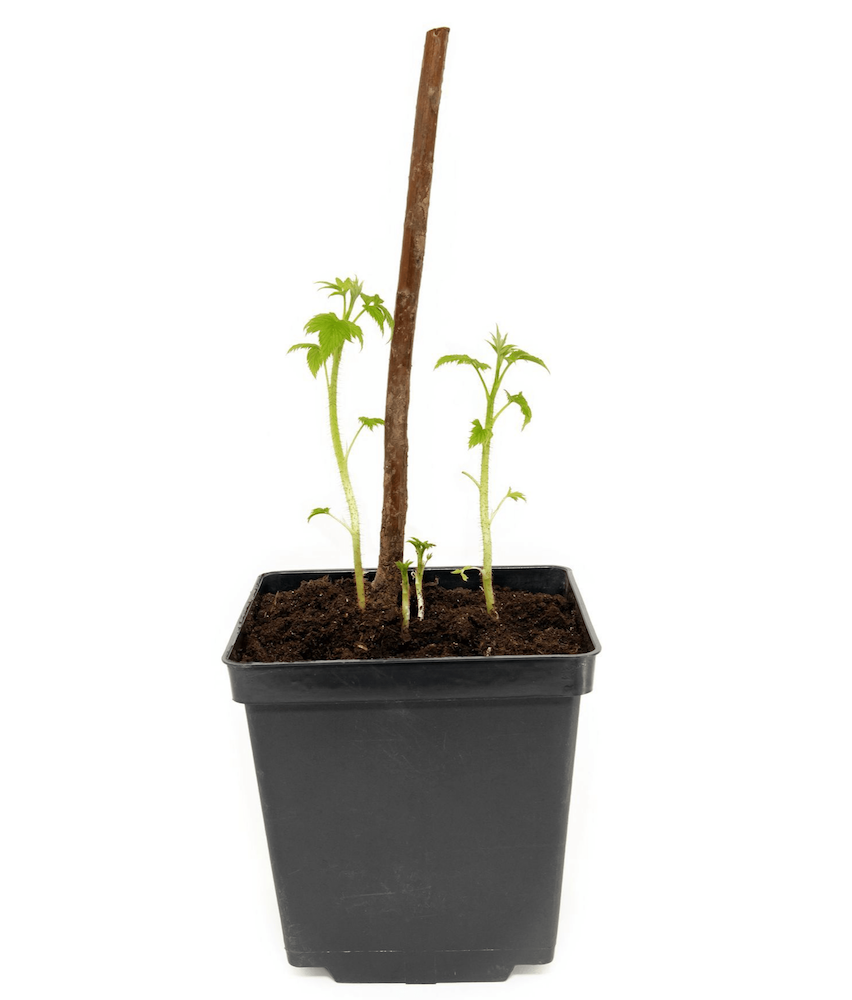 鉢植えラズベリー栽培成功ガイド：育て方のコツと甘い実を収穫する秘訣