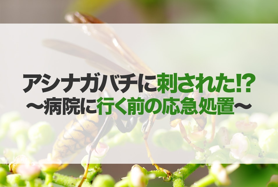 個別「キボシアシナガバチに刺された」の写真、画像 - kannonyama's fotolife