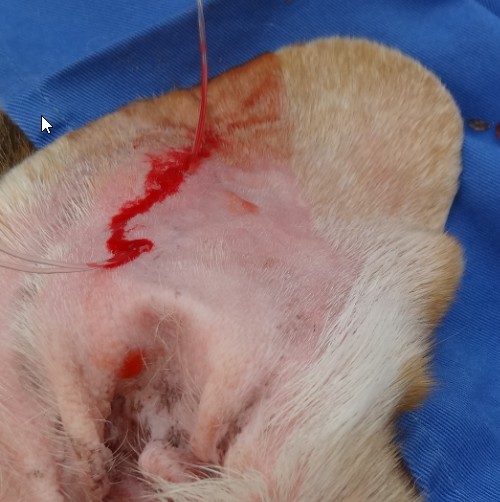 獣医師執筆 愛犬に「ものもらい」？他の症状の可能性は? 犬猫の目に「できもの」が出来た場合に考えられる症状記事わんにゃ今日も明日もワンダフル