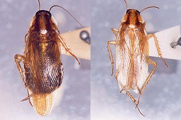 ゴキブリの幼虫の特徴と効果的な駆除方法卵からかえる春は要注意 - くらしのマーケットマガジン