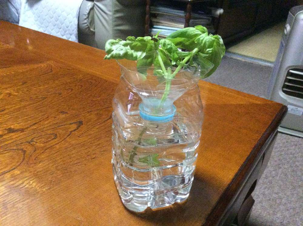 初心者でも簡単にできた！『育てるグリーンペット』でバジルの水耕栽培！フラッフィーライフ