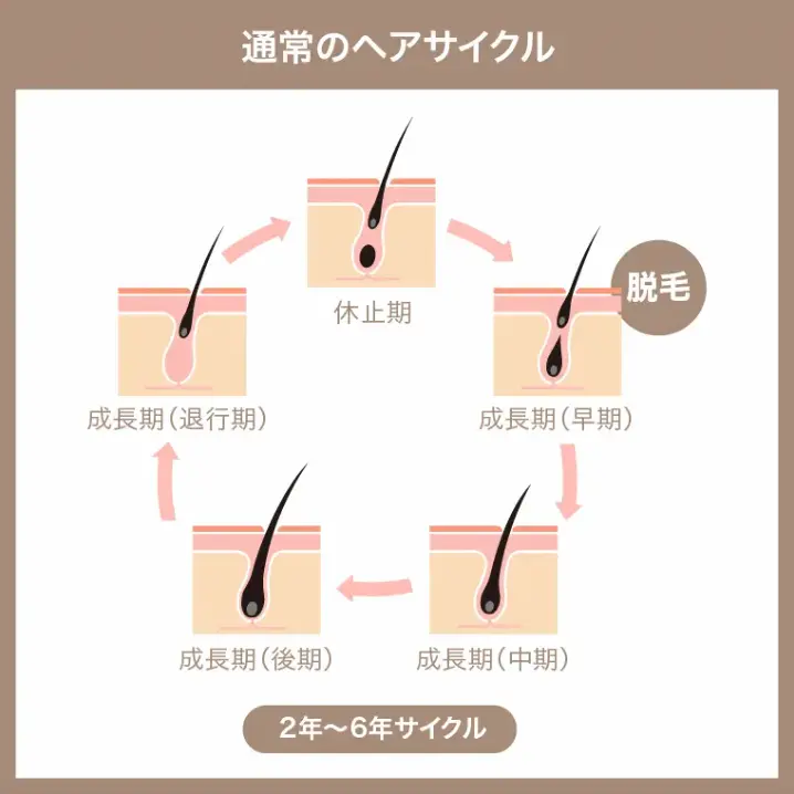 髪の成長髪の知識花王株式会社 ヘアケアサイト