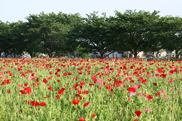 牛島古川公園 第2期（ロケ地情報）／春日部市公式ホームページ