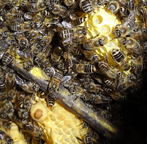 この雄蜂は女王蜂産卵か働き蜂産卵かどちらでしょうか