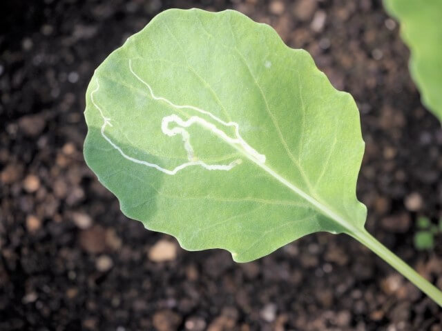 ハモグリバエ エカキムシ 被害の特徴・生態と防除方法やまむファーム