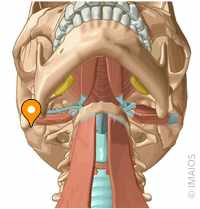 2025年版 脳梗塞後の運転再開を目指すリハビリテーション！二・三・四・五次視覚野の役割と回復へのステップ – STROKE LAB 東京 大阪自費リハビリ脳卒中 神経系