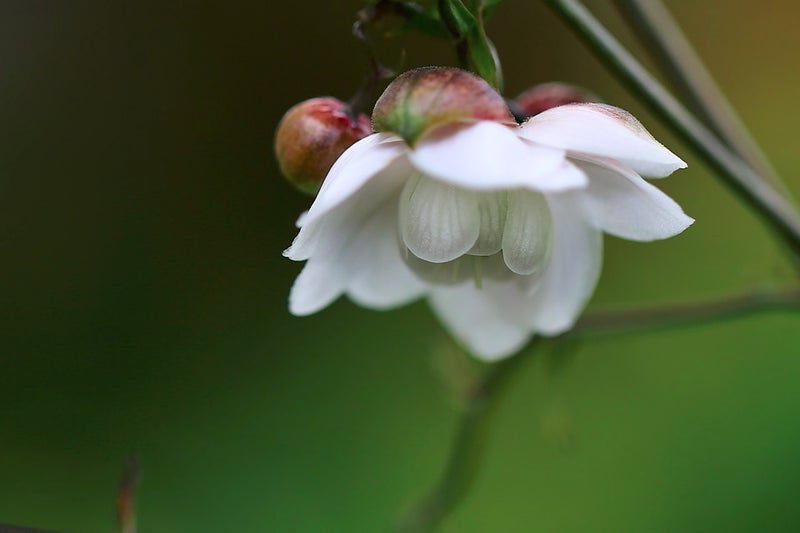 LiSA 鬼滅の刃主題歌の紅蓮華の読み方・意味・由来について