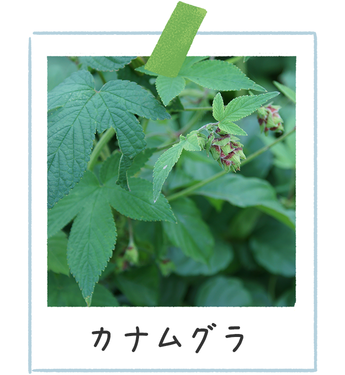 秋の花粉症憂鬱・ヨモギ・カラムシ・カナムグラ: こころはコロコロ日録