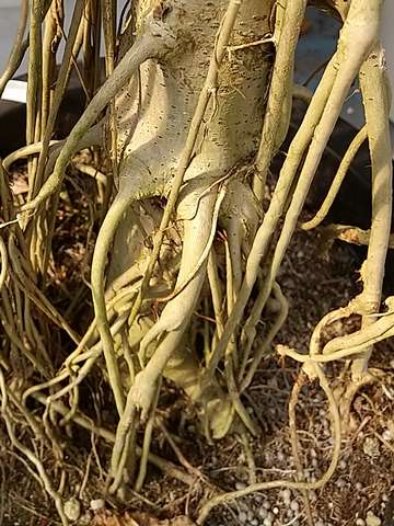 枯れかけウンベラータ救済！水挿しに挑戦！🍀GreenSnap グリーンスナップ