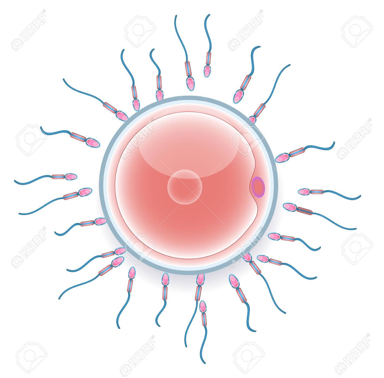 2 つの受精卵のベクトル図。実験的人工授精の 3 D 画像。科学的な発生学のサイクル。のイラスト素材・ベクター Image 86094083