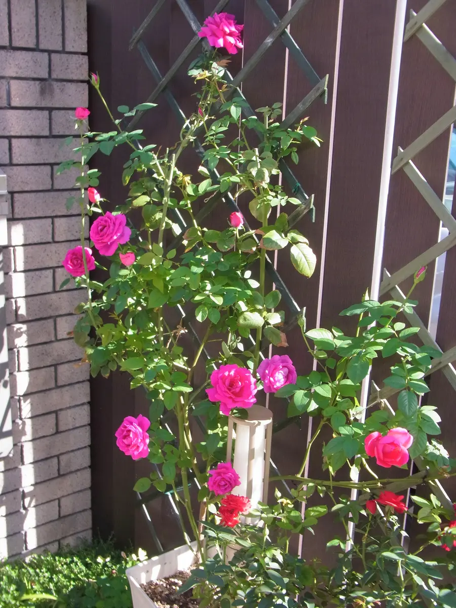 思い出スカーレットクイーンエリザベス これほどの蛍光オレンジ色のつるバラは珍しい🧡 大変強健で暑い夏の間もずっと咲き続けてくれます💪🌞枝が固めですので、細かな誘引が必要なところより、フェンスのような面で楽しむのがオススメです🥀相原バラ 相原バラ園