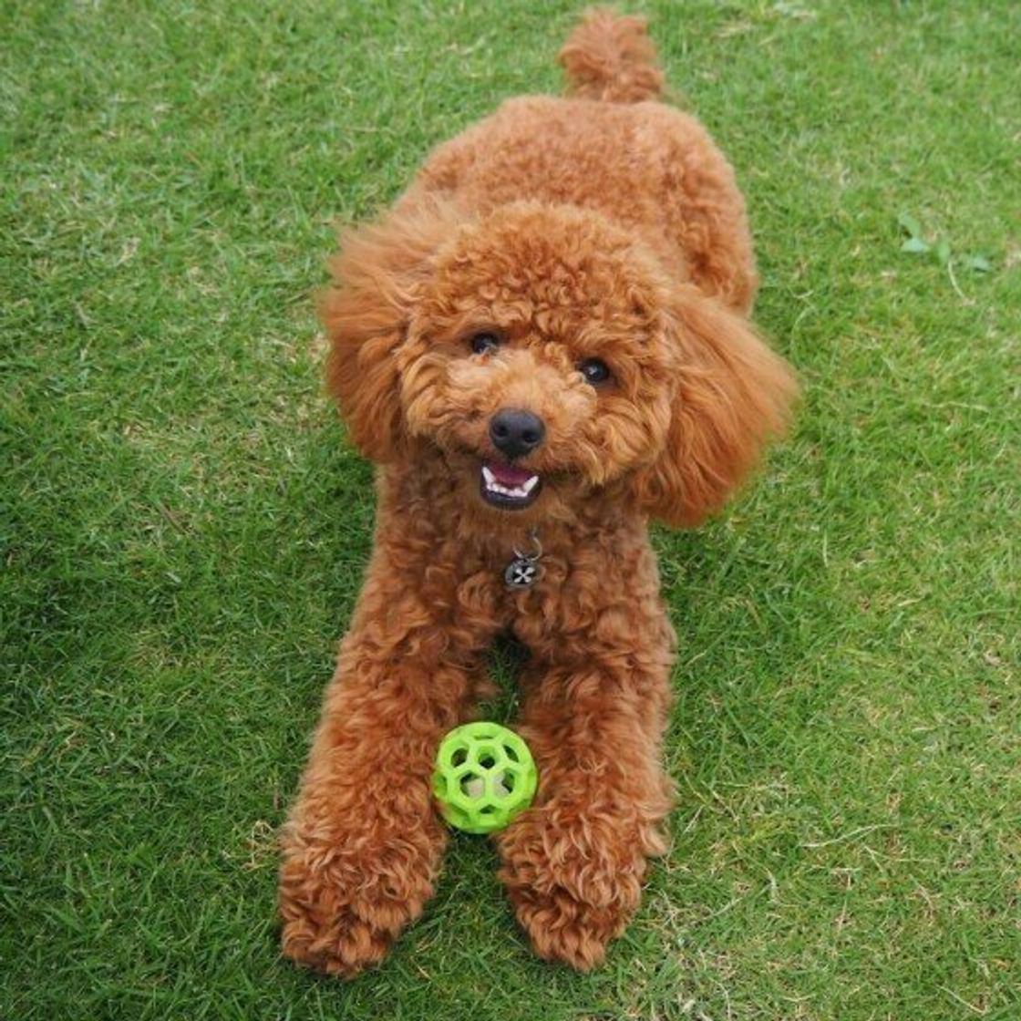 犬の生理 ヒート とは？周期や気をつけるポイントについて解説