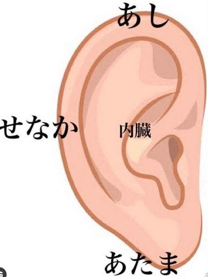 痛風は耳にも現れる？耳のしこりや痛みの原因とやるべき対策公式 EMISHIA CLINIC 丨 エミシアクリニック