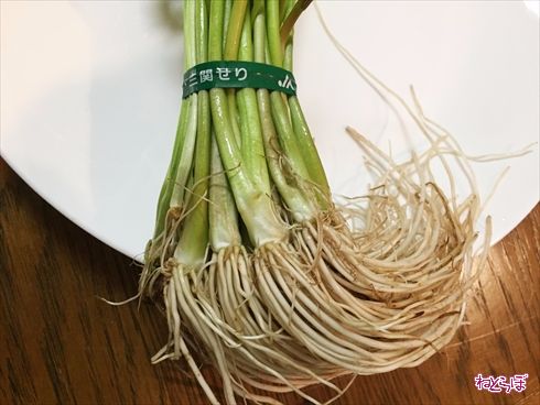 半日陰ベランダでセリを育てる半日陰ベランダ906