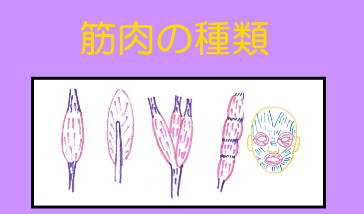 楽天市場 ジグソーパズル 全身の筋肉 日本語名称付 「筋肉ジグソーパズル」B4サイズ 204ピース 送料無料 キャンペーン : 筋肉家