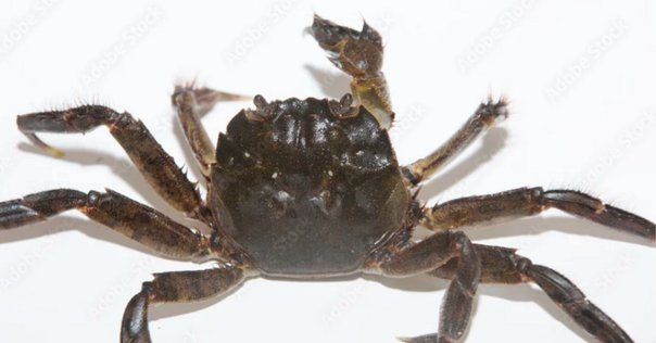 ヤシガニについて！石垣島在住スタッフが徹底解説します！ - 石垣島 ADVENTURE PiPi ピピ