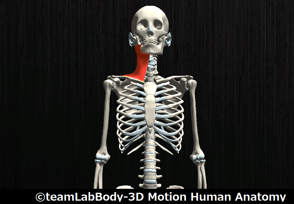 広背筋を徹底解説！パーソナルトレーナーが教える効果的な筋トレとストレッチ法 大阪大阪市阿倍野区のパーソナルトレーニング30年以上の経験豊富なテレビ出演トレーナーが指導どこでもフィット西田辺