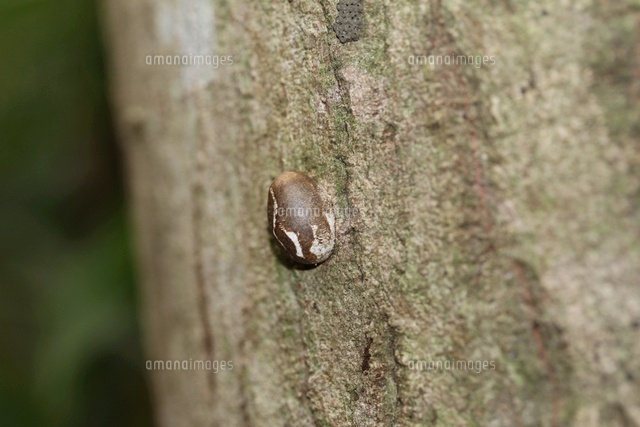 イラガの繭づくり 1