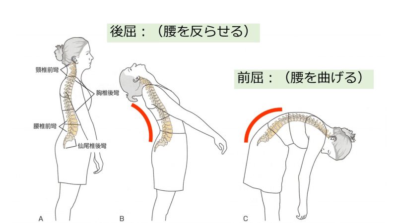 苦手を克服！後屈のヨガポーズが上達するコツと練習方法 - YOGA Picks ヨガピックス