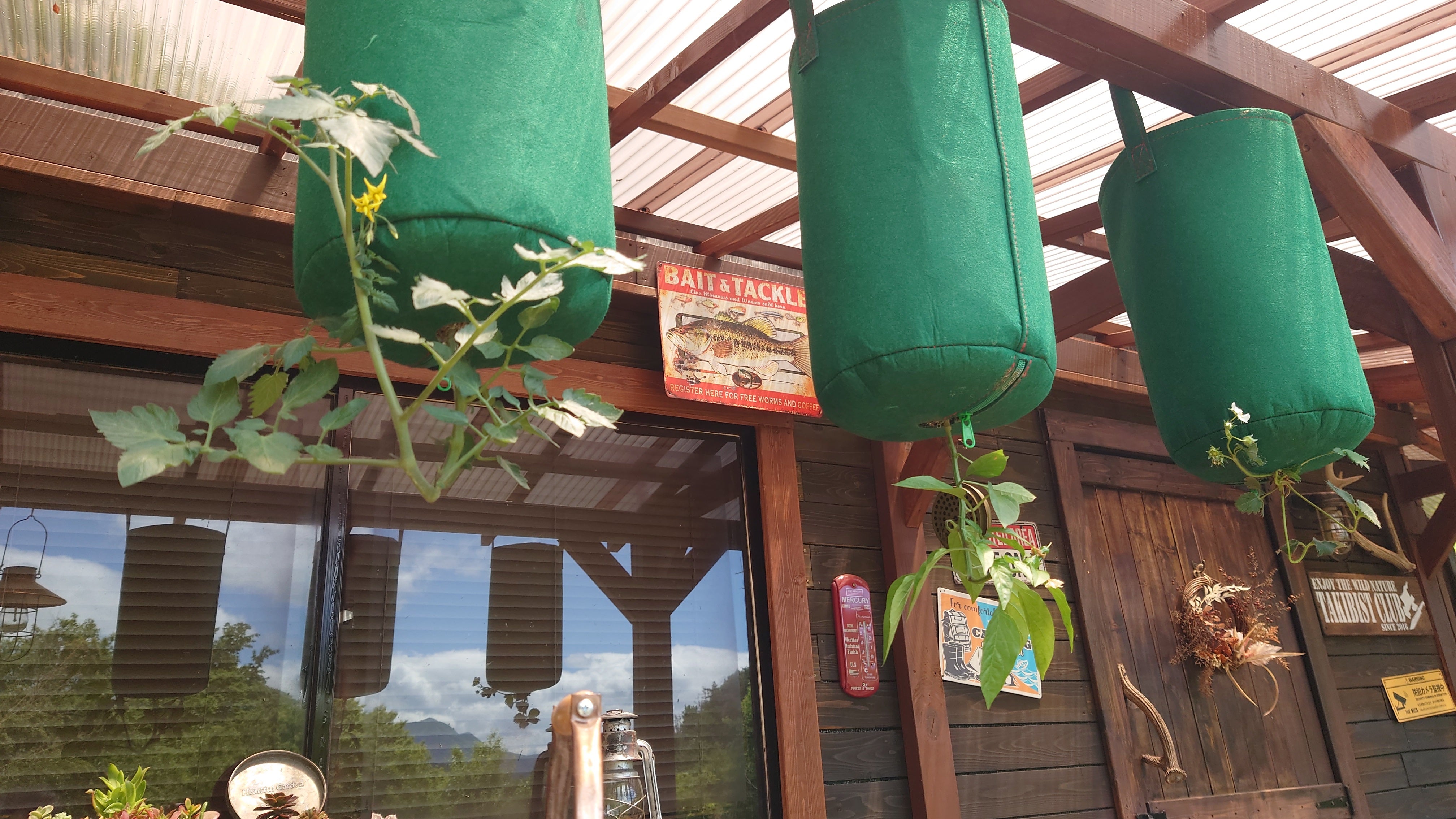 ガーデニング 逆さトマトのトライアル 2 おがばん 拝万里