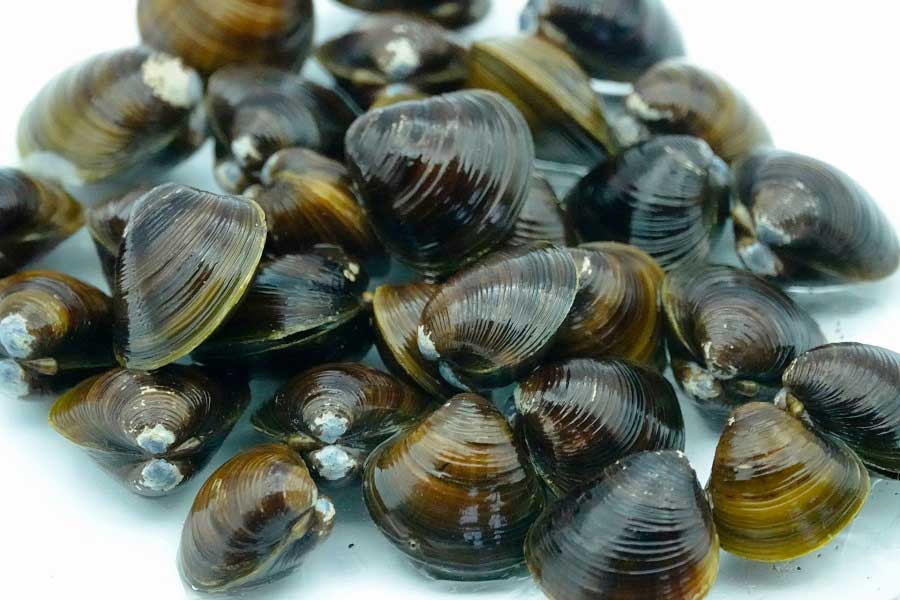 下処理 もう失敗したくない！あさりの砂抜き方法を解説。ポイントはあさりの住んでる環境です - LURE LABO ルアらぼ