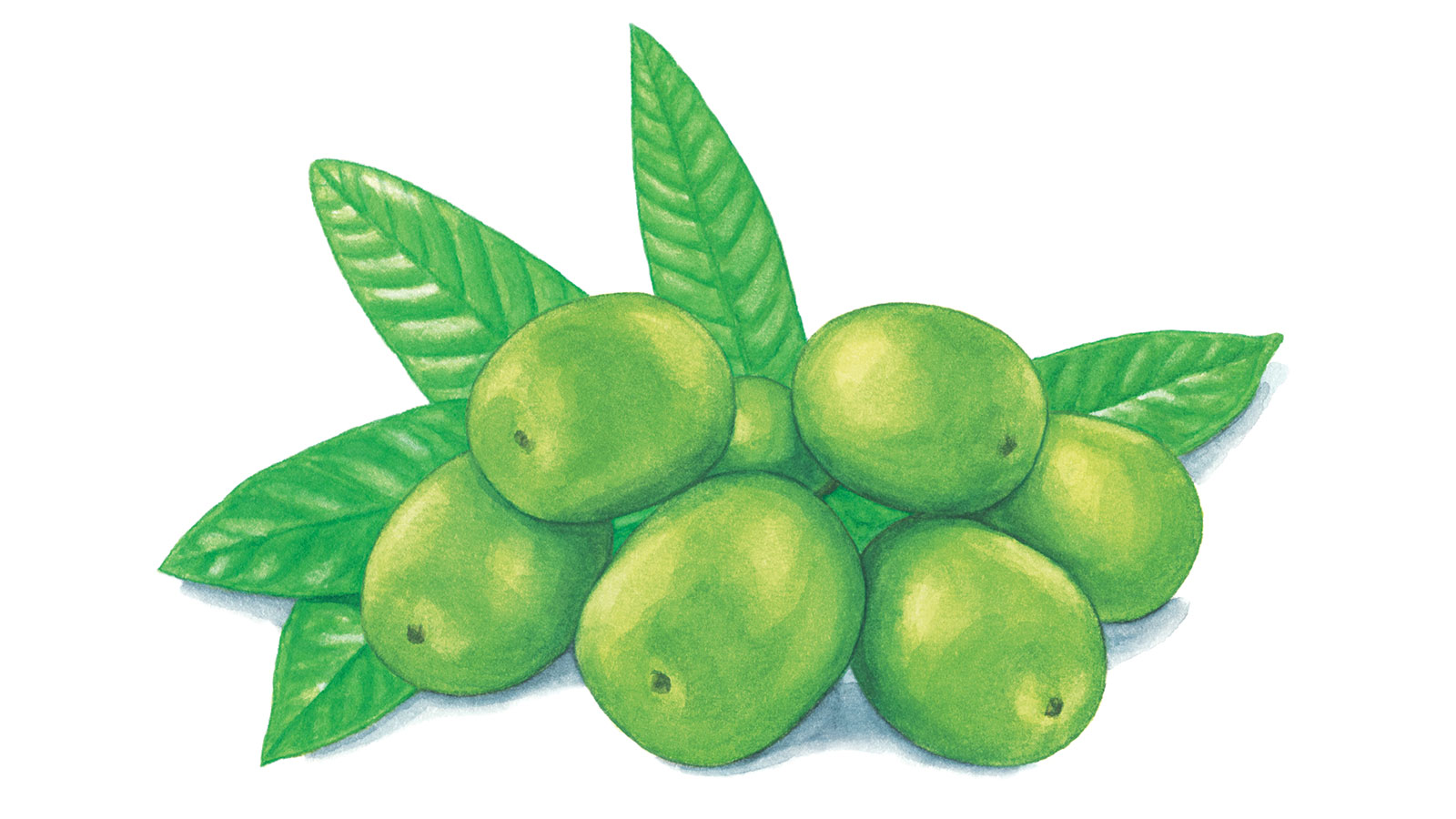 エラグ酸を多く含む食品は？ 上手に摂るポイントも知っておこう