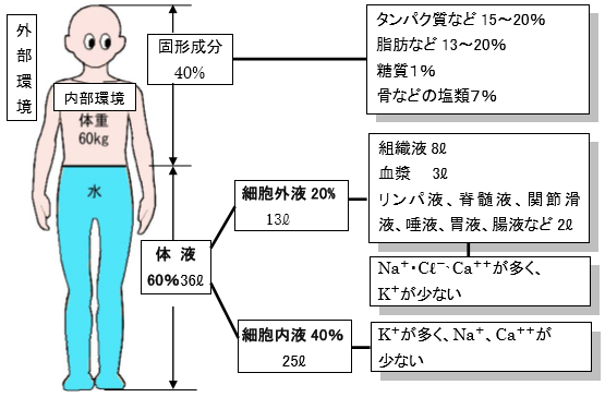 臨床検査科 – 豆知識 第7回 血液のはなし - 仙台市立病院