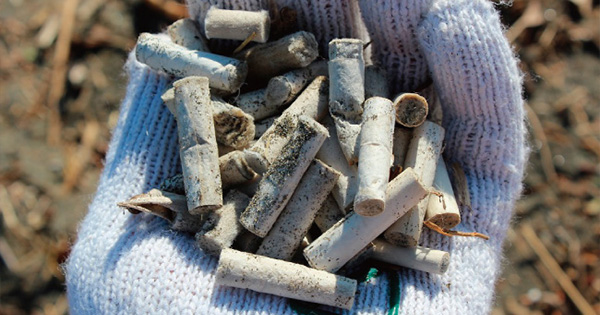 沖縄県民、ゴキブリとの闘い 第2章 繁栄に向けた大発明 23億年前から生き残れた「大発明」沖縄県民、ゴキブリとの闘い沖縄タイムス＋プラス