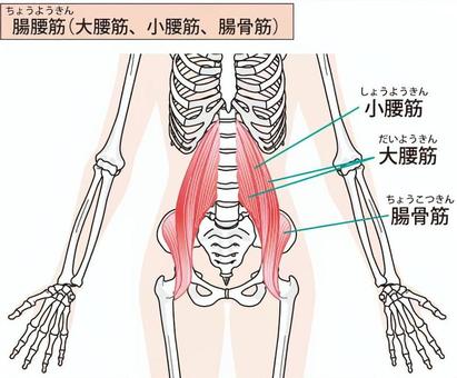 腸腰筋イラスト無料イラスト・フリー素材なら「イラストAC」