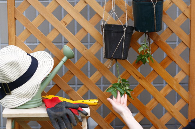 トマトの脇芽 ペットボトル逆さ栽培 - YouTube