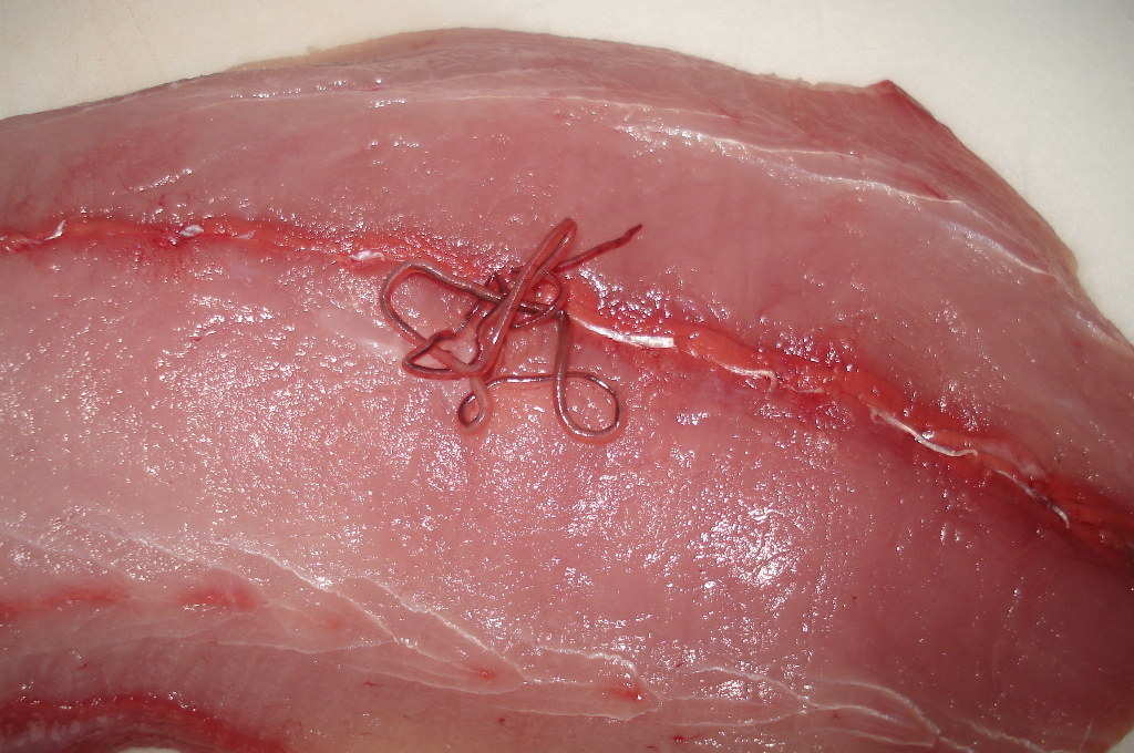 シュードテラノーバ「食品衛生の窓」東京都保健医療局