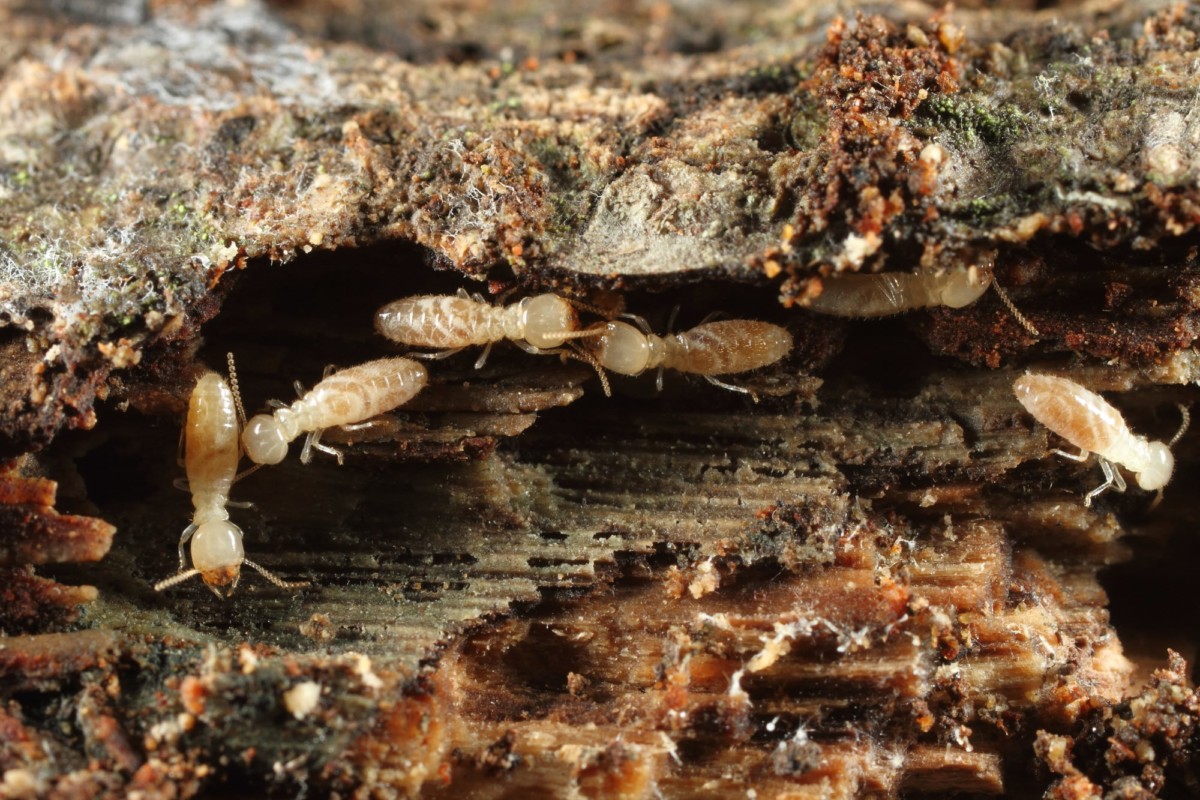 シロアリは畳も食べる！セルフチェックで被害防止！ – 株式会社ALT