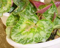 シクラメンの葉が黄色くなる８つの原因 保存版家庭菜園インフォパーク