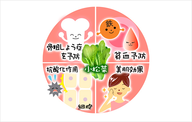小松菜に含まれる栄養と効果・効能小松菜のレシピを紹介│健達ねっと