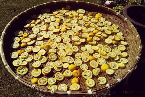 柚子 ゆず Yuzu とは？旬・栄養・保存法など徹底解説