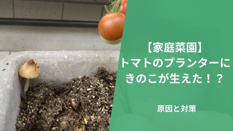 畑にきのこが出現しました。去年まではなかったのですが、おそらく堆肥- Yahoo!知恵袋