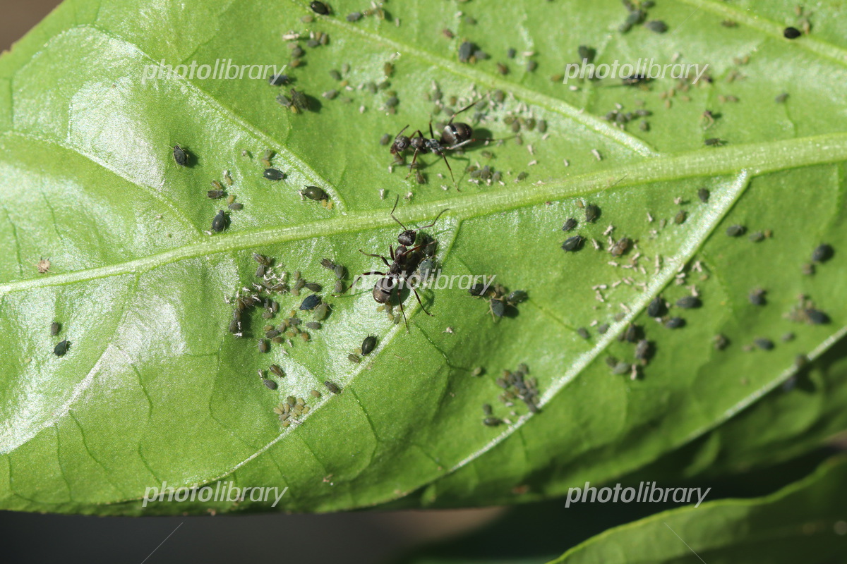 知っていますか？ 害虫の種類と天敵昆虫の 有効活用事例＜パプリカ・ピーマン＞