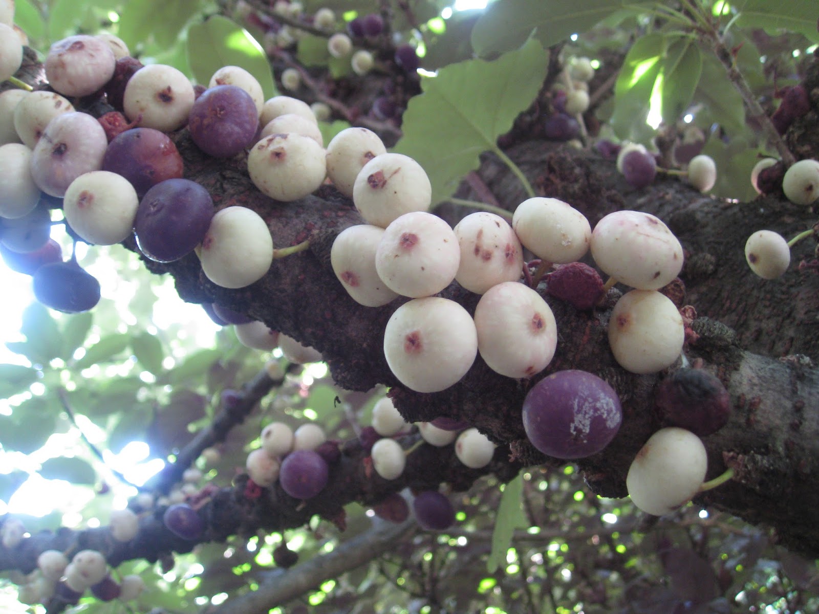 実のなる木図鑑食べられる実や木になる実の種類を季節ごとに紹介LOVEGREEN ラブグリーン
