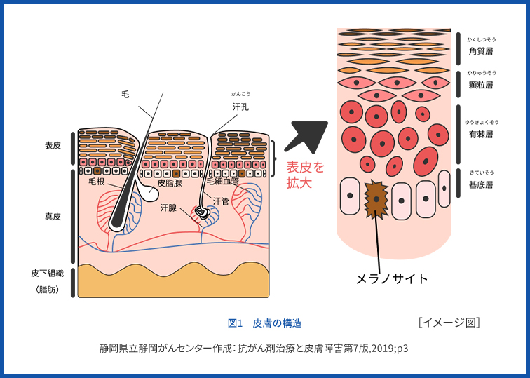 道路の仕組み ⑤表層工栃木県宇都宮市の道路工事・舗装工事は株式会社弘和道路まで