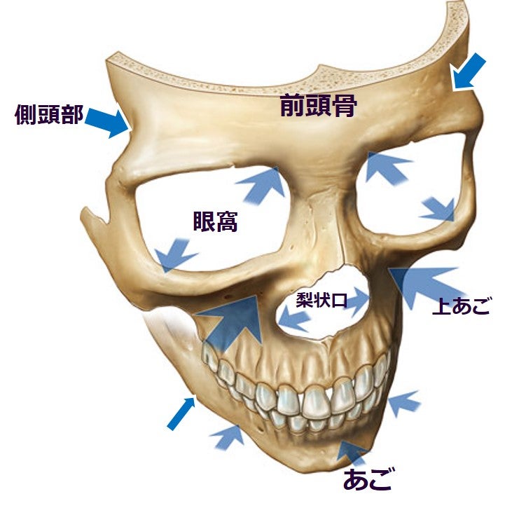 顔面と頭を構成する骨