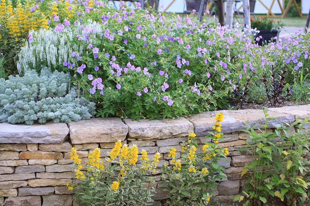 園芸活動2016 リシマキアリッシー寝床からグウタラな日常を語る