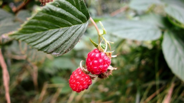 ラズベリー 木苺 の育て方苗植えや剪定の時期と方法は？HORTI by GreenSnap