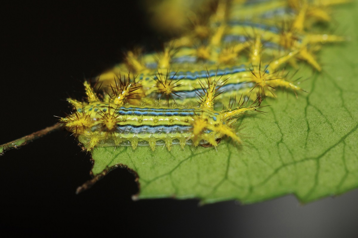 毛虫皮膚炎 - つくば・土浦鶴町皮膚科クリニック