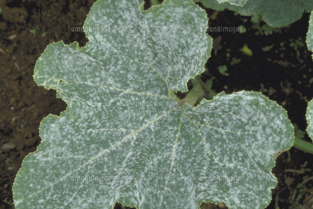 ミニかぼちゃのうどんこ病対策大好き☆ベランダ菜園