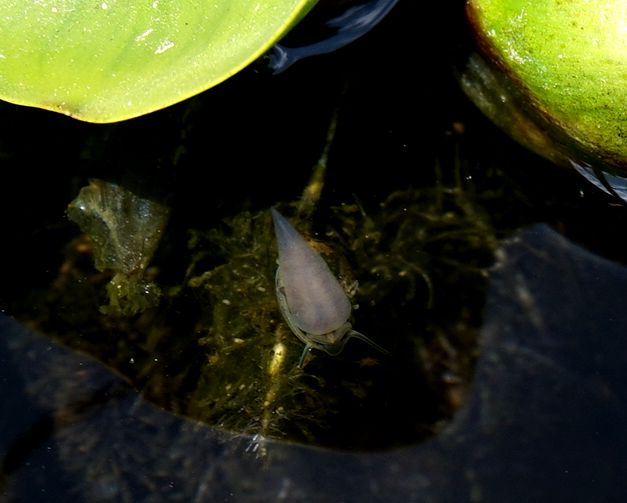 水槽の掃除屋？タニシの飼育方法と生態を解説 - はじめてのアクアリウム