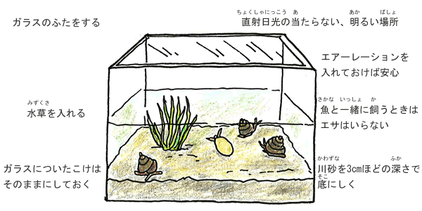 驚愕！カタツムリの卵は意外な場所から生まれる！？HSUGITA.NETスキマ時間に読める情報サイト