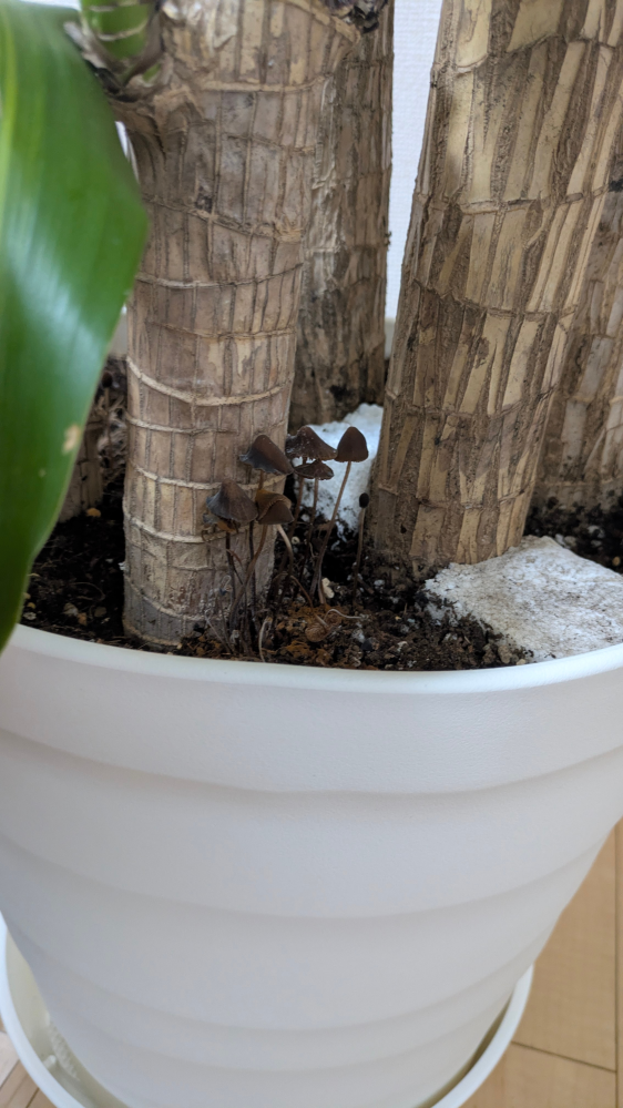 根詰まりの症状と根詰まり対処法PROVEN WINNERSPW植物の国際ブランド