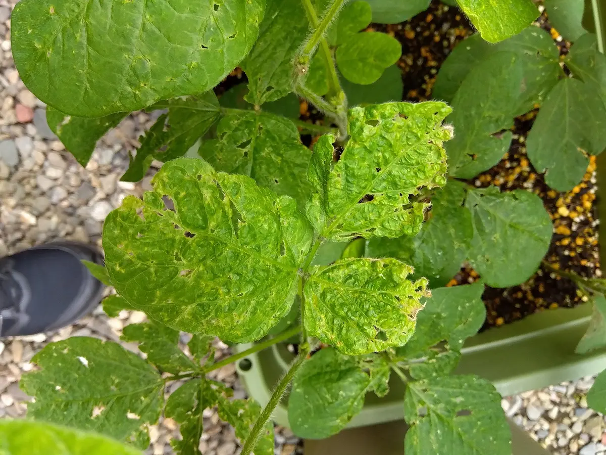 症状からわかるエダマメの病気農業・ガーデニング・園芸・家庭菜園マガジン AGRI PICK