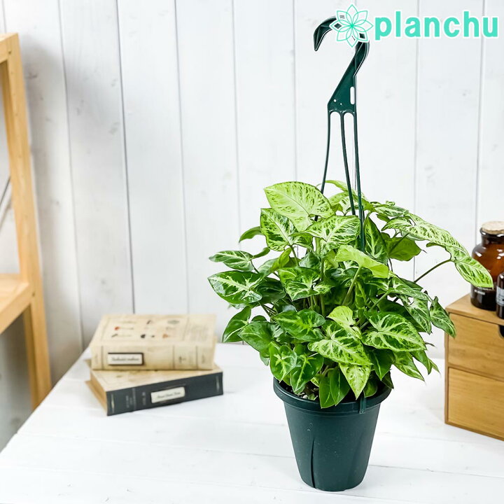 シンゴニウム シンゴニューム の育て方・栽培方法植物図鑑みんなの趣味の園芸 NHK出版